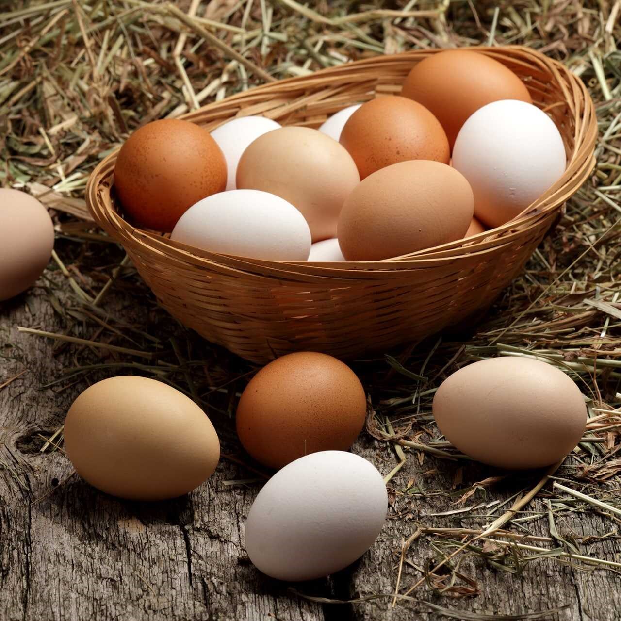 اسعار البيض اليوم1 اسعار البيض اليوم1